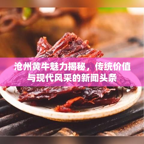 沧州黄牛魅力揭秘，传统价值与现代风采的新闻头条