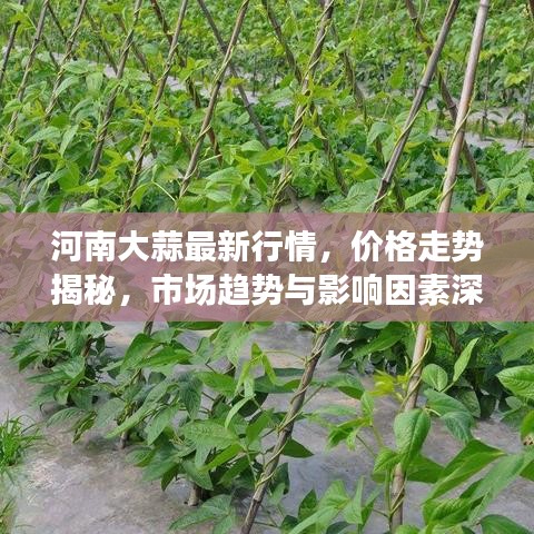 河南大蒜最新行情，价格走势揭秘，市场趋势与影响因素深度剖析