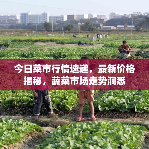 今日菜市行情速递，最新价格揭秘，蔬菜市场走势洞悉