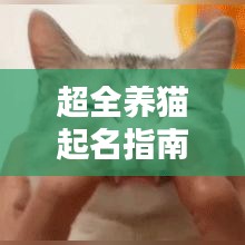超全养猫起名指南，为你的猫咪挑选一个独特而吸引人的名字！