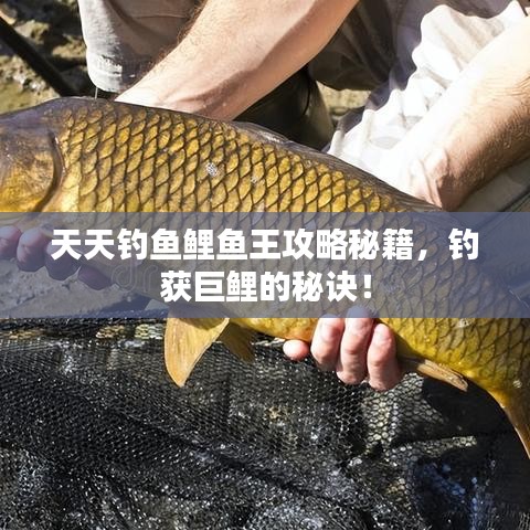 天天钓鱼鲤鱼王攻略秘籍，钓获巨鲤的秘诀！