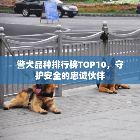 警犬品种排行榜TOP10，守护安全的忠诚伙伴