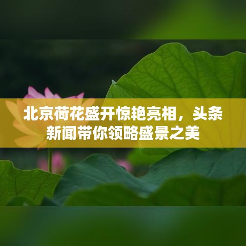 北京荷花盛开惊艳亮相，头条新闻带你领略盛景之美