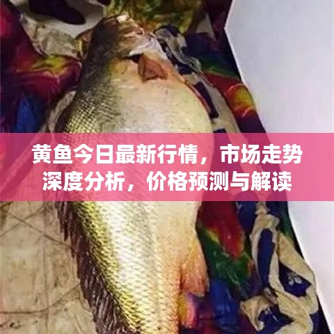 黄鱼今日最新行情，市场走势深度分析，价格预测与解读