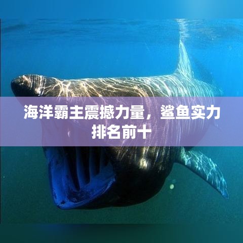 海洋霸主震撼力量，鲨鱼实力排名前十