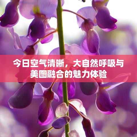 今日空气清晰，大自然呼吸与美图融合的魅力体验