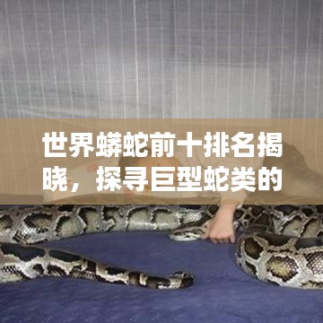 世界蟒蛇前十排名揭晓，探寻巨型蛇类的神秘面纱