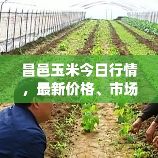 昌邑玉米今日行情，最新价格、市场走势分析与预测揭秘