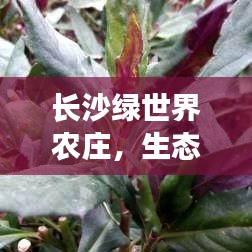 长沙绿世界农庄，生态休闲明珠背后的故事与排名揭秘