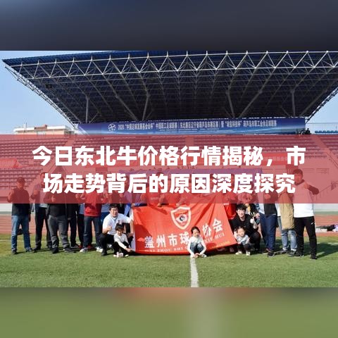 今日东北牛价格行情揭秘，市场走势背后的原因深度探究