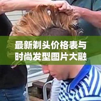云龙井蛙