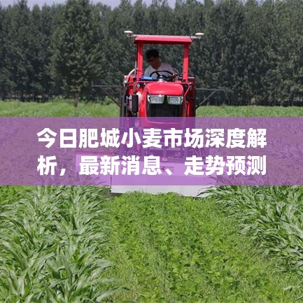 今日肥城小麦市场深度解析，最新消息、走势预测与产业洞察