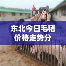 东北今日毛猪价格走势分析，最新行情揭秘