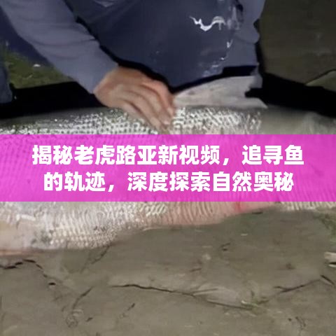 揭秘老虎路亚新视频，追寻鱼的轨迹，深度探索自然奥秘