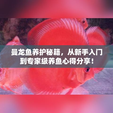 曼龙鱼养护秘籍，从新手入门到专家级养鱼心得分享！